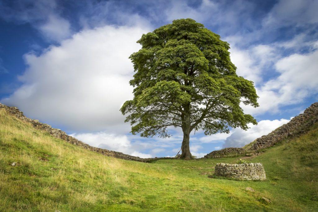 must see sites on Hadrian's Wall - Sycamore Gap