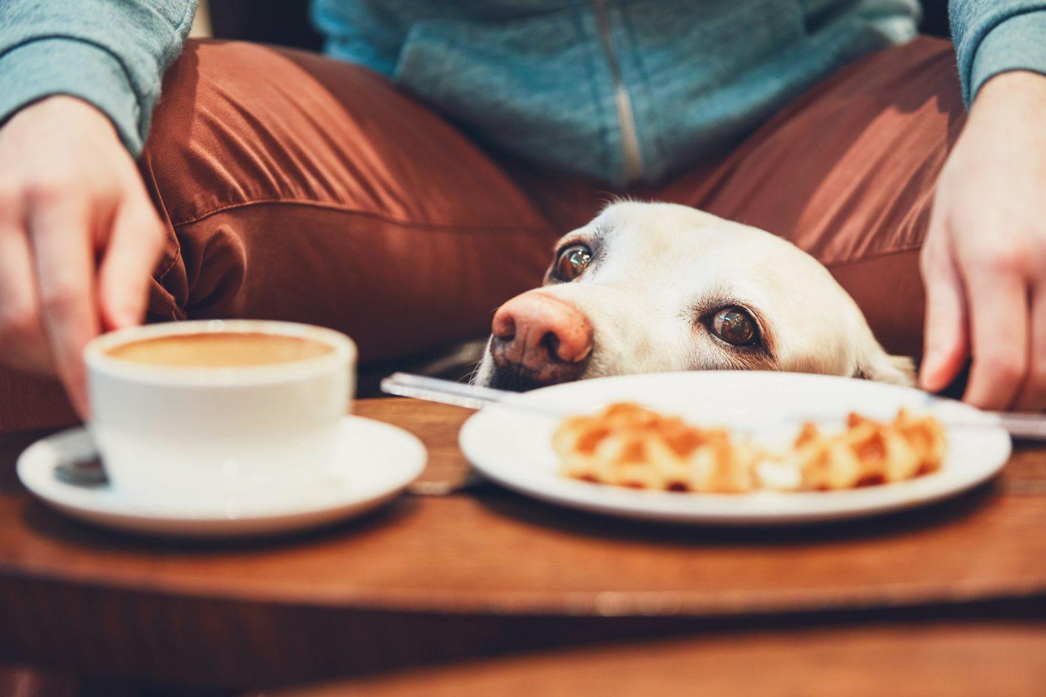 Curious dog in the cafe