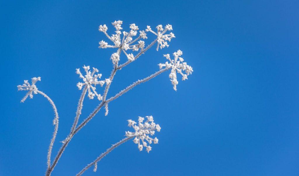 Frost on the flowers in winter