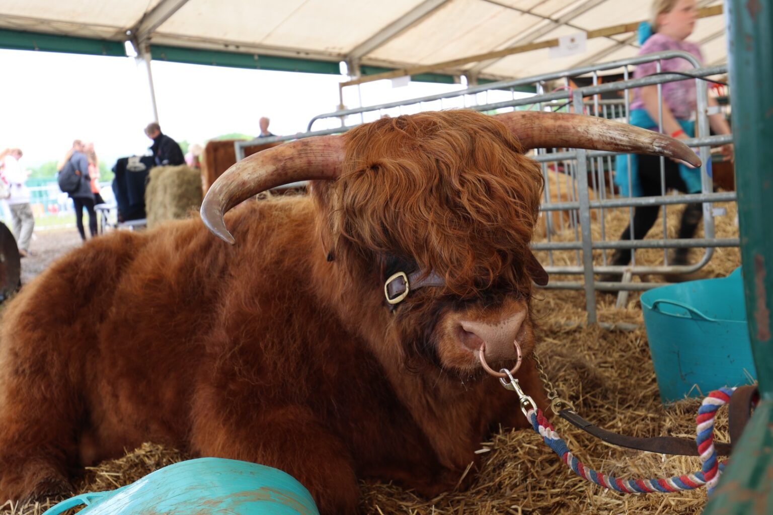 Northumberland County Show