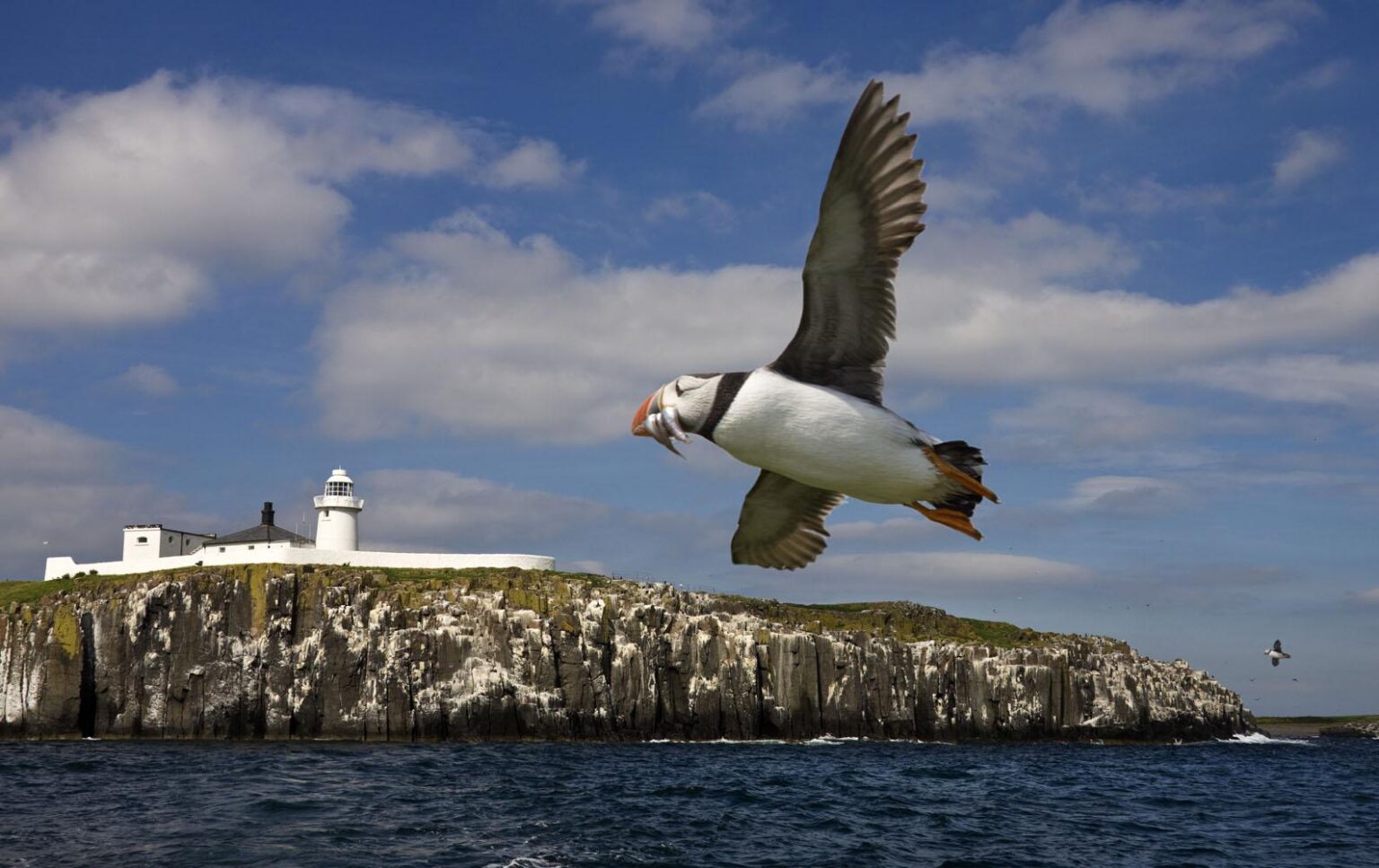 Boat trip to the Farne Islands from Seahouses to see puffins and grey seals