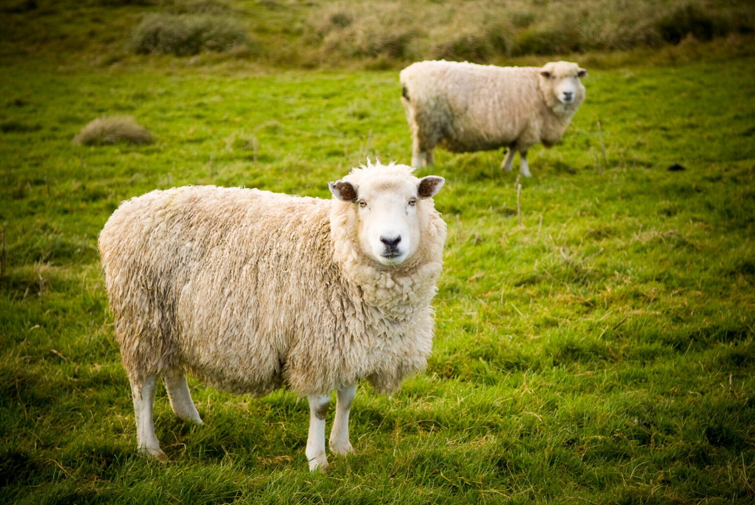 Sheep