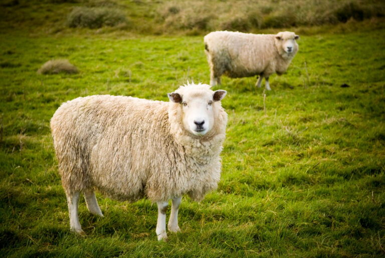 Sheep