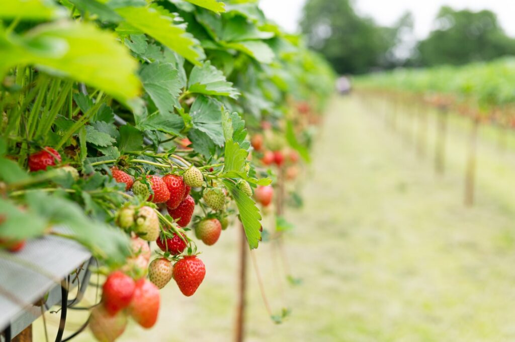 pick your own strawberries