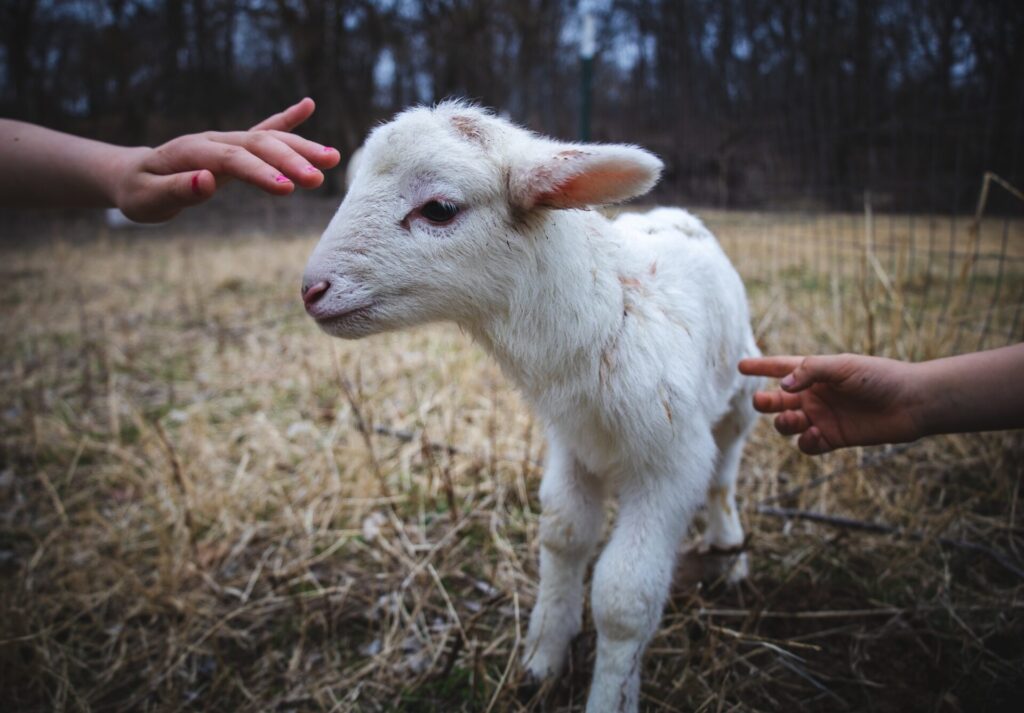 Spring and May Half-term in Northumberland - County Show - A couple kids petting a newborn lamb