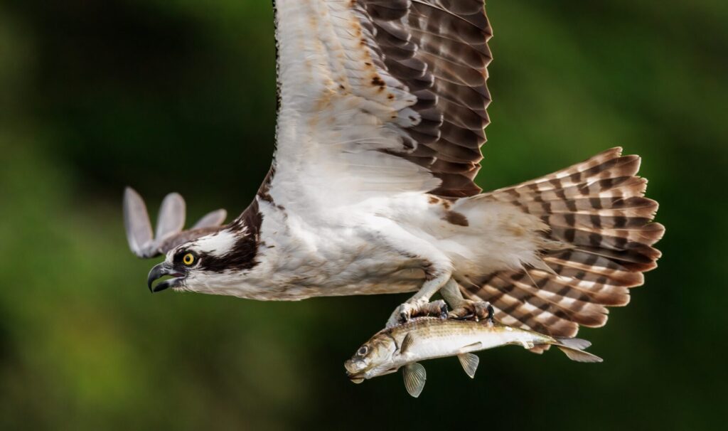 An Osprey Fishing in Maine