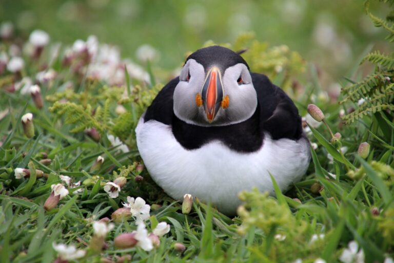 Boat trip to the Farne Islands from Seahouses to see puffins and grey seals