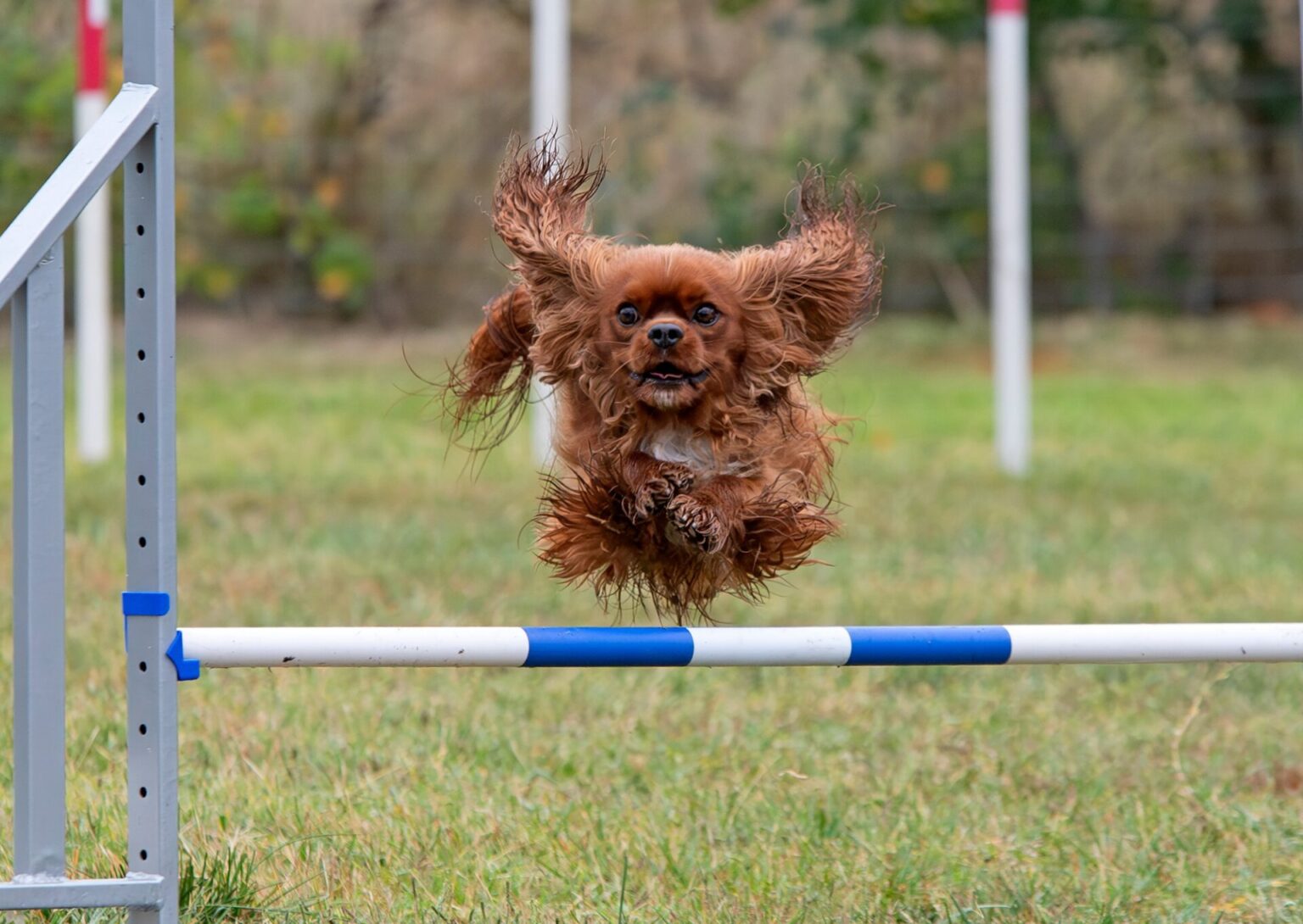 country shows, dog and agility