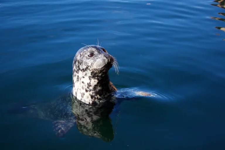 farne islands, september