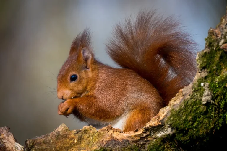 Red Squirrel, Kielder, VisitEngland 2026 Hotlist