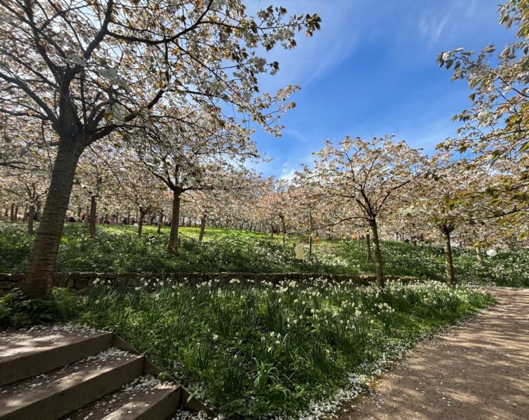 Spring in Northumberland, Taihaku blossom Alnwick