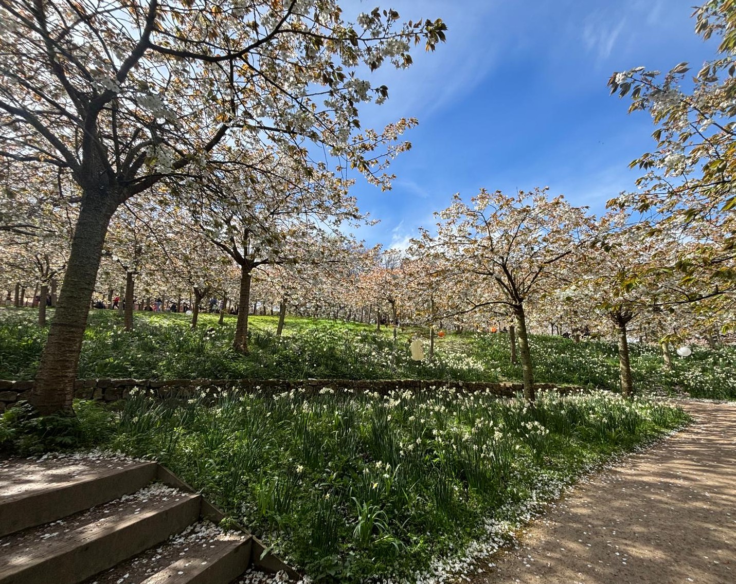 Spring in Northumberland, Taihaku blossom Alnwick