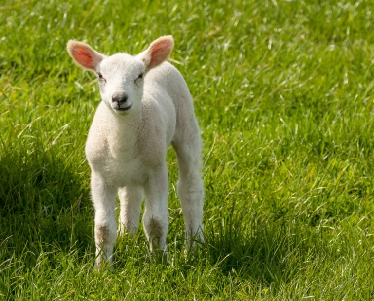 spring in Northumberland