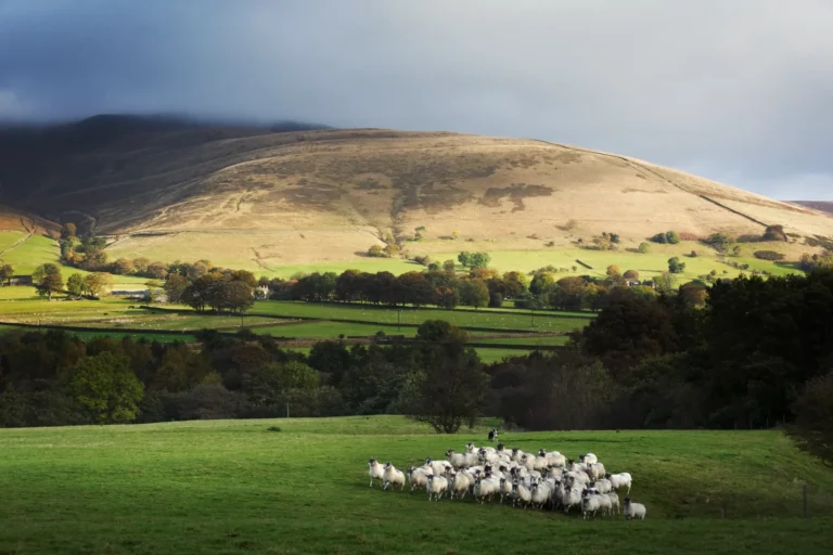 Cheviots,